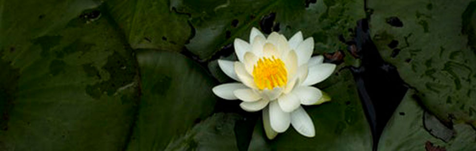 Les vertus cosmétiques du lotus sacré