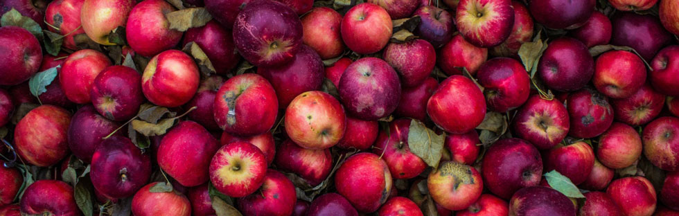 Sérum nuit Dr. Hauschka : tous les bienfaits de la pomme Sérum nuit Dr. Hauschka : tous les bienfaits de la pomme