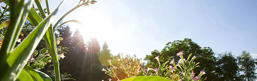 Le secret des senteurs naturelles Dr. Hauschka Le secret des senteurs naturelles Dr. Hauschka