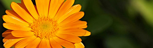 Les vertus cosmétiques du calendula Les vertus cosmétiques du calendula