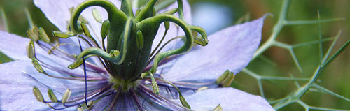 Les vertus cosmétiques de la Nigelle