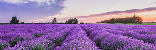 Antipodes nous dévoile la fabrication de ses fragrances 