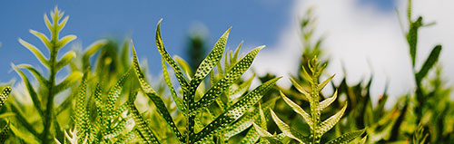 Les vertus cosmétiques des plantes adaptogènes Les vertus cosmétiques des plantes adaptogènes