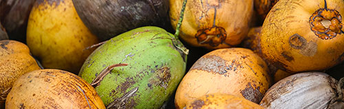 Les vertus cosmetiques de l'huile de noix de coco Les vertus cosmetiques de l'huile de noix de coco