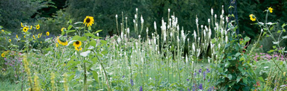 Entrez dans le jardin WALA de Dr. Hauschka !