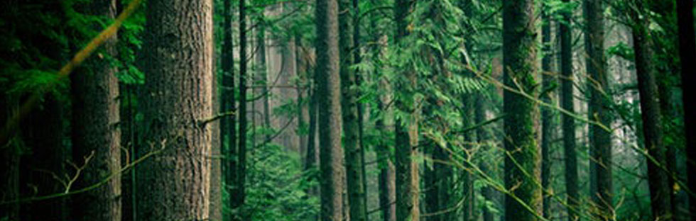 Où sont plantés les arbres d'Ecocentric ? Où sont plantés les arbres d'Ecocentric ?