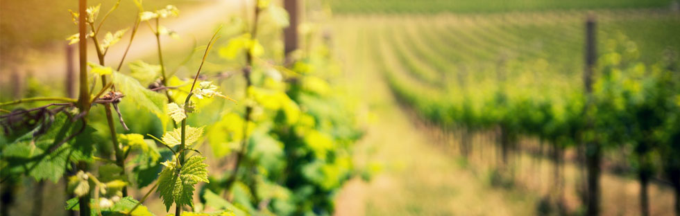 Comment bien choisir son vin bio ? Comment bien choisir son vin bio ?