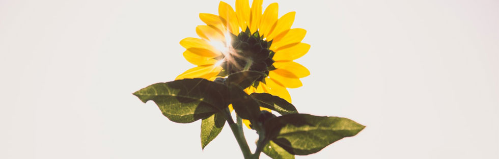 Les effets du soleil sur la peau : attention aux UVA Les effets du soleil sur la peau : attention aux UVA
