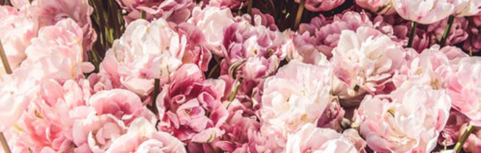 Secret de peau : la beauté par les senteurs Secret de peau : la beauté par les senteurs