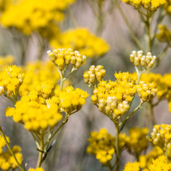Irene Forte Skincare - Tonique &agrave; l'Immortelle - Helichrysum Hydrating Toner