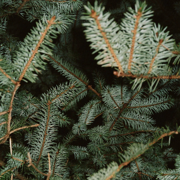 L:a Bruket - Crème pour les Mains à l'Épicéa 221 L:a Bruket - Crème pour les Mains à l'Épicéa 221