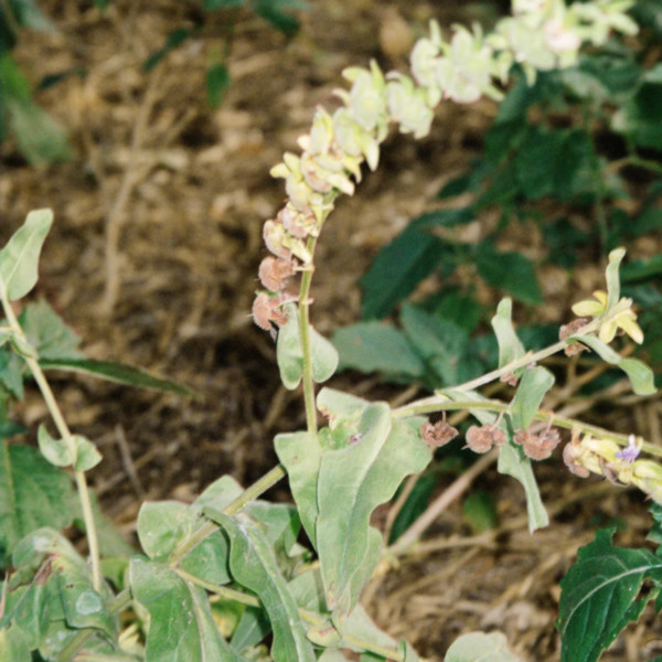 L:a Bruket - Lait pour le Corps Bergamote & Patchouli 093