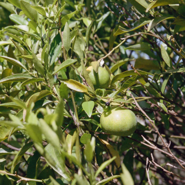 L:a Bruket - Lait pour le Corps Bergamote & Patchouli 093