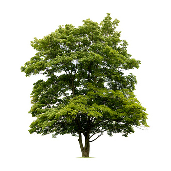 1 ARBRE - Offrez un arbre à la planète Plantation d'un arbre