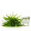 Honoré des Prés - Parfum bio Nu Green (50ml)