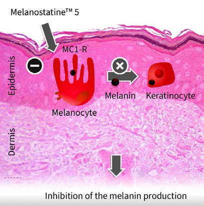 Peptide biotechnologique antipodes