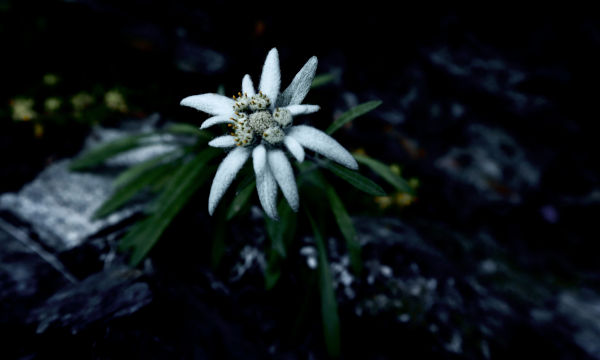 Gamme de soins naturels à l'edelweiss Odacité