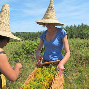 Cueillette des plantes dans le jardin de beauté bio Les Douces Angevines