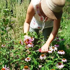 Calendula picking in the Douces Angevines's beauty garden