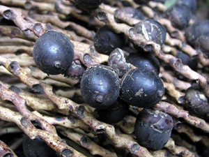 Fruits d'ungurahua donnant l'huile de soin pour cheveu de la gamme Rahua Amazon Beauty