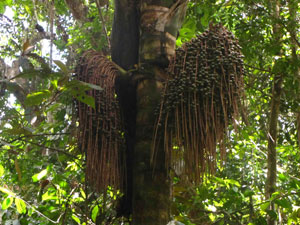 Palmier ungurahua qui donne l'huile précieuse des soins Rahua Amazon Beauty