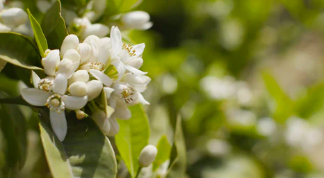 Néroli, produite à partir de la fleur de bigaradier Citrus aurantium