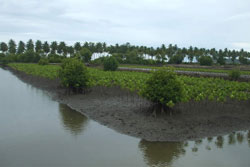 Reforestation Indonésie