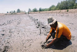 Reforestation Mangrove