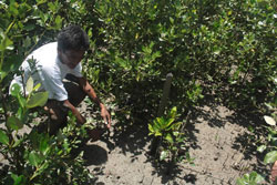 Reforestation Planète Urgence