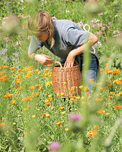 Jardin de plantes médicinales Dr. Hauschka