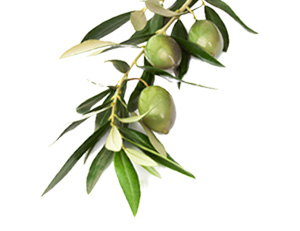 Huile d'olive Egyptian Magic